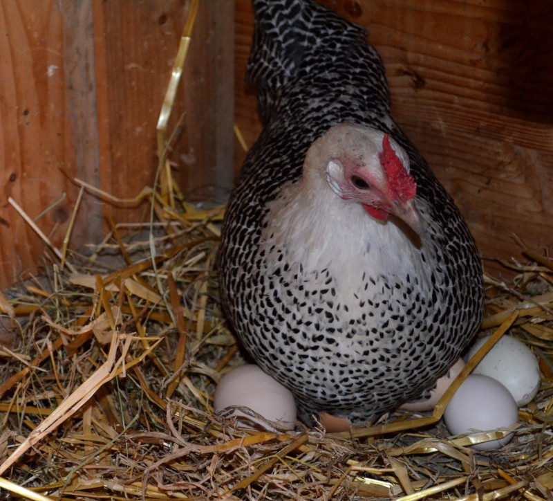Huhn und Eier im Hühnerstall